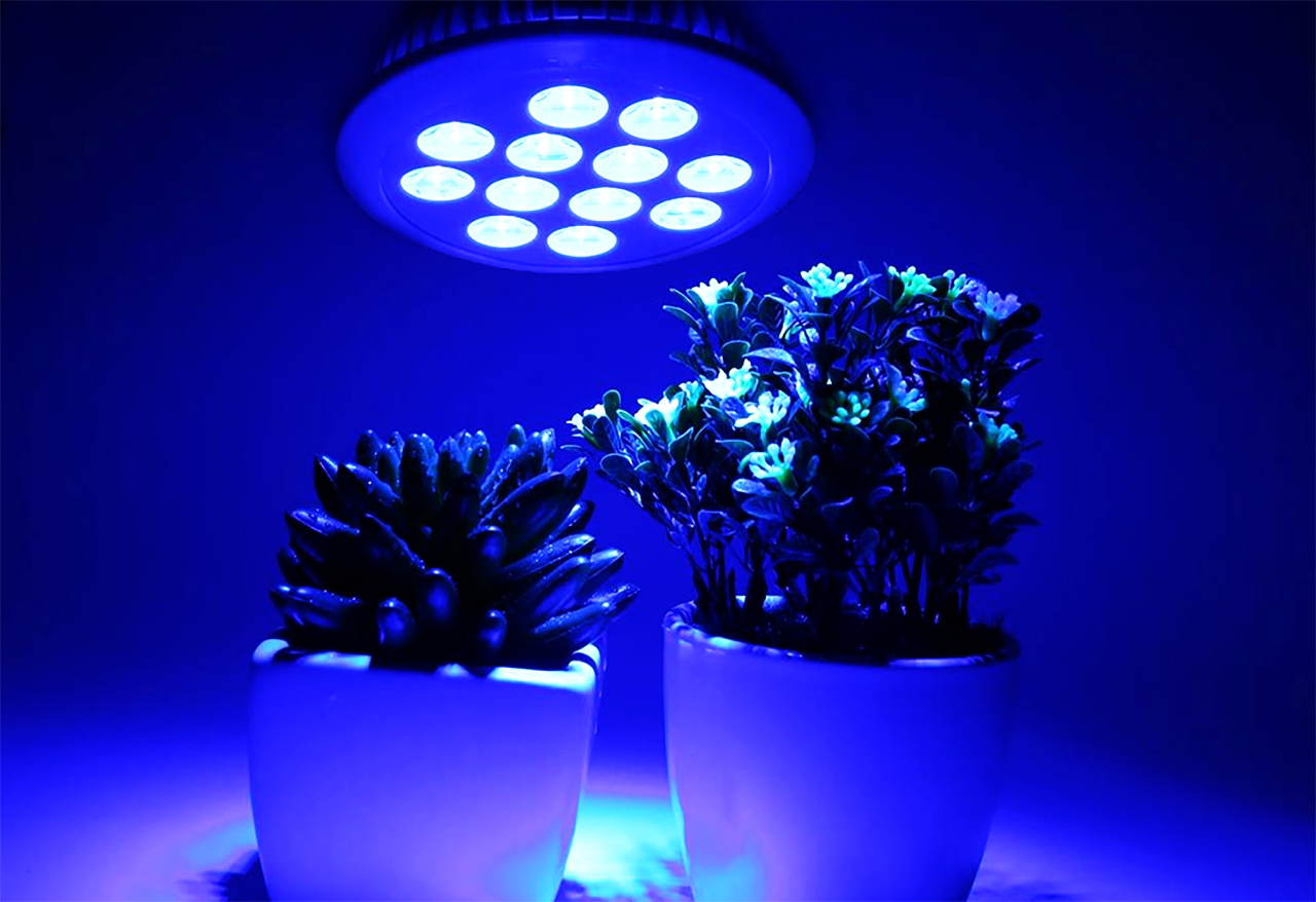 Синие фитолампы для растений